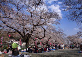 船越南郷公園の桜