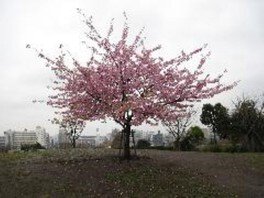 西郷山公園の桜