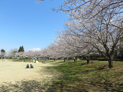 さんぶの森公園の桜