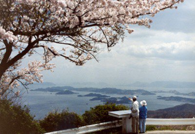 【桜・見ごろ】金甲山