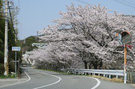 平荘湖の桜