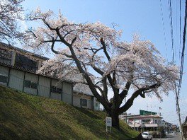 【桜・見ごろ】須賀川桐陽高校のたねまきサクラ