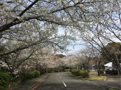 大房岬自然公園の桜