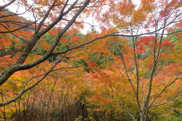 油山市民の森・自然観察の森の紅葉