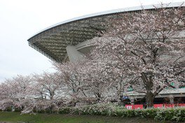 埼玉スタジアム2002公園の桜