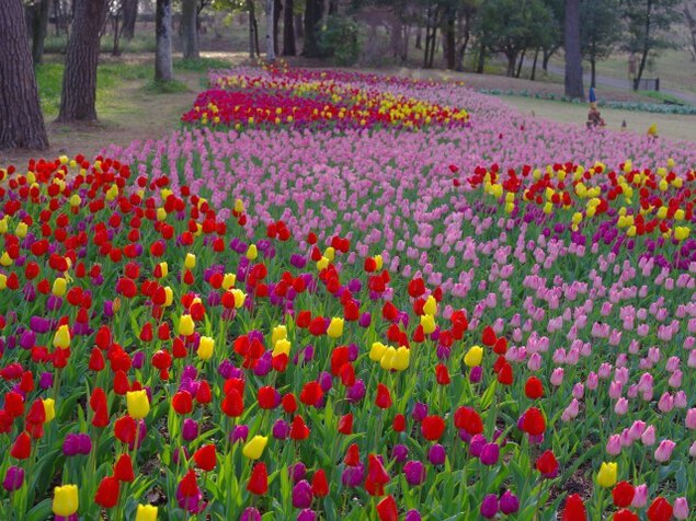 【花・見ごろ】国営武蔵丘陵森林公園 早咲きチューリップ