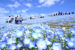 国営ひたち海浜公園 Flowering 2024(フラワリング 2024)
