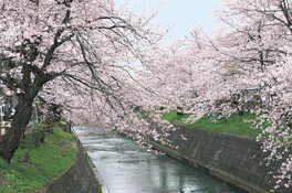 【桜・見ごろ】高岡市福岡町岸渡川堤周辺