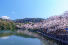 ダム湖の周りを桜が彩る