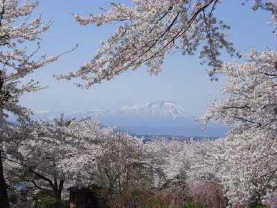 紫波城山公園の桜