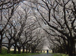 川越公園(川越水上公園)の桜