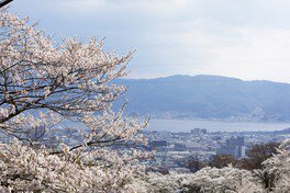 遠くに諏訪湖を望む公園に桜が舞う