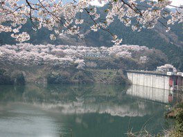 君ヶ野ダム公園の桜