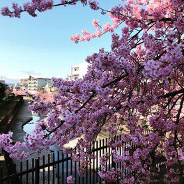 淀水路に咲き誇る河津桜