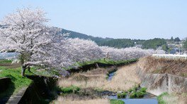 【桜・見ごろ】河原地区