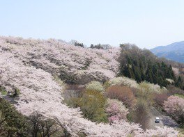 【桜・見ごろ】群馬県桜山公園　ソメイヨシノ・フユザクラ