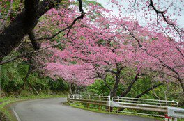 もとぶ八重岳一帯の桜