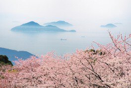 紫雲出山桜シーズン2024