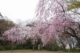 大堰宮公園の桜