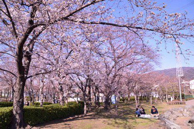 花園中央公園の桜