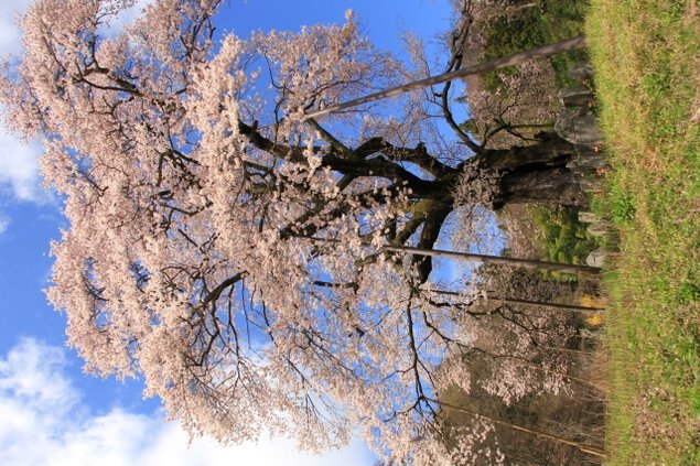 【桜・見ごろ】秋山の駒ザクラ