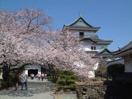 和歌山城　桜まつり