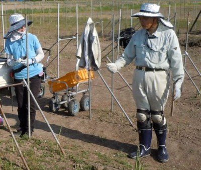 農業体験in山形県川西町「アスパラガス収穫体験」