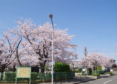 【桜・見ごろ】子の神中央公園