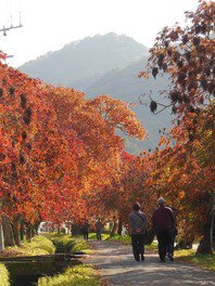 柳坂曽根の櫨並木の紅葉