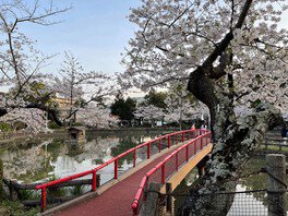 安城公園の池と桜