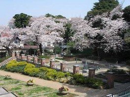 【桜・見ごろ】元町公園