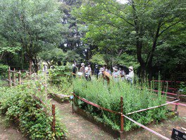 夏の風土記植物園教室～植物園散策と健康茶づくり～