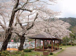 【桜・見ごろ】天王山公園