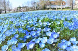 【花・見ごろ】滋賀農業公園ブルーメの丘　ネモフィラ