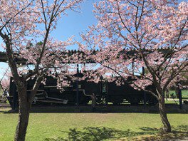 約200本以上の蝦夷山桜が園内を包み込む公園