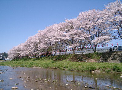 塩田耕地堤の桜