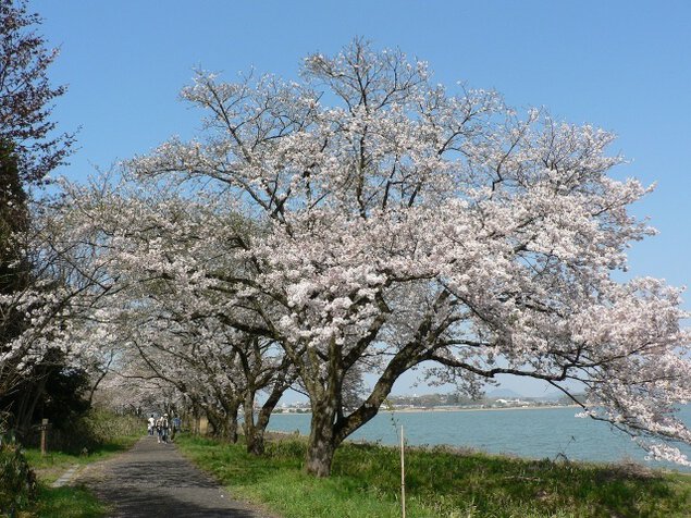 【桜・見ごろ】湖山池青島公園
