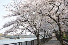 ゆったり流れる大川沿いの歩道が桜色に染まる