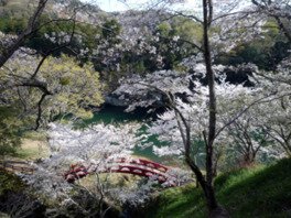 清流豊川の両岸に咲く満開の桜は見事