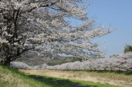 満開の時期に圧巻の風景を生み出す桜並木