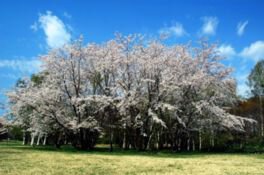 北海道立真駒内公園の桜