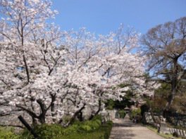 落ち着いた雰囲気の園内には桜が似合う