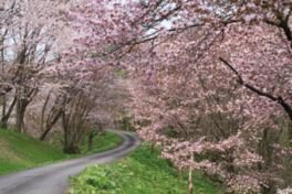 様々な種類の桜や奈井江の街並みが眺望できる公園