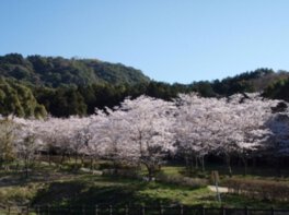 春の森の名にふさわしい見事な桜