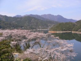 さめうら湖の周辺を彩る桜