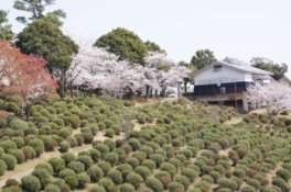 田原坂公園の桜
