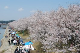 田布施川両岸に1.5kmにわたって咲く桜並木を楽しめる