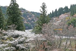 堀切峠の桜