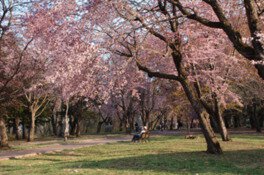 豊かな自然の中に桜が咲き誇る
