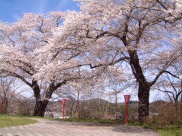 二本の大樹が咲き誇り、空が桜で覆い隠される